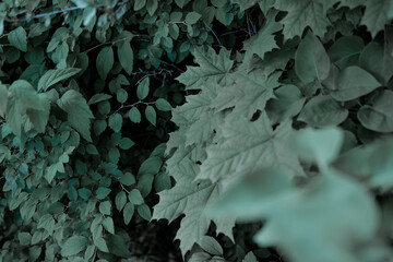 Green maple leaves. Macro shooting. Background. wallpaper