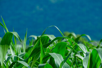 Close up leaves of corn on a Field corn background in front of the mountains. The growth of the crop. Greenness.