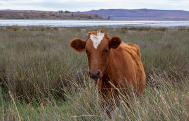A brown cow with a heart-shaped spot on its forehead. On a cloudy summer day.