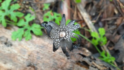 butterfly on leaf