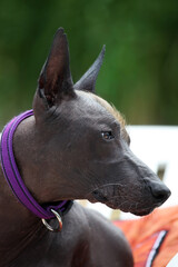 Rare ancient dog of Mexican hairless breed, called Xolotizcuintle. Beautiful pet with dark skin and...