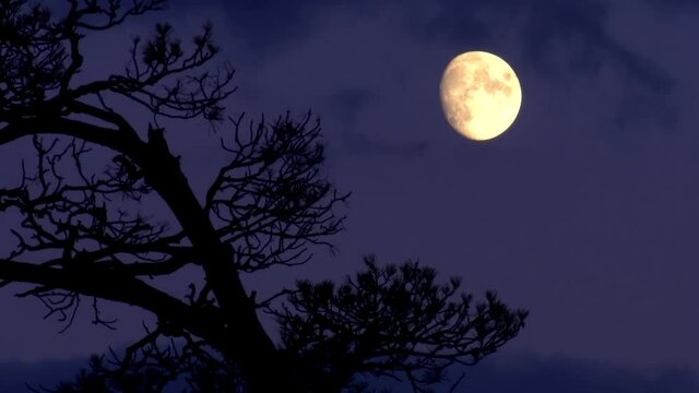 Beautiful evening landscape with moon and pine tree