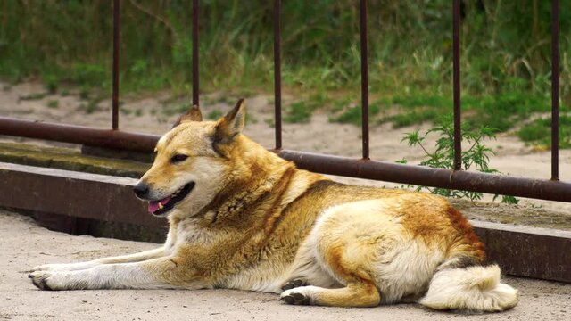 Stray red dog smile and happy