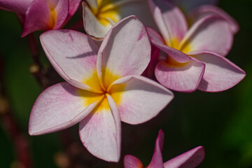 Plumeria pink and yellow flower