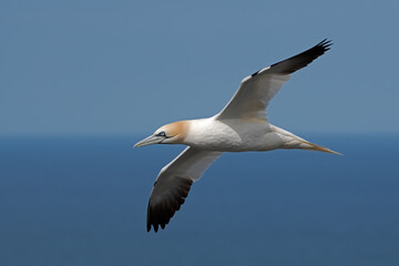Fototapeta na wymiar Northern Gannet (Morus bassanus) soaring above the ocean off the North Yorkshire coast