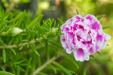 Portulaca pink and white flowers