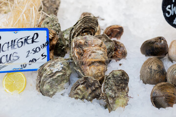 Fresh oysters lie in rows on the ice. Sale of seafood in the market, Bazaar, delicacies, expensive...
