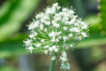 Allium ascalonicum white flowers in farm.