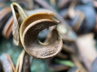 Closeup of a brown dried out tree seed.