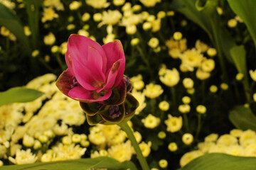 Fototapeta premium Siamese flowers are found widely distributed in sparse forests. Has a unique fragrance Including popularly planted as ornamental plants because the flowers are colorful and colorful.