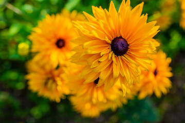 Blooming Rudbeckia in the garden.