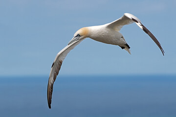 Northern Gannet (Morus bassanus)  soaring above the ocean off the North Yorkshire coast
