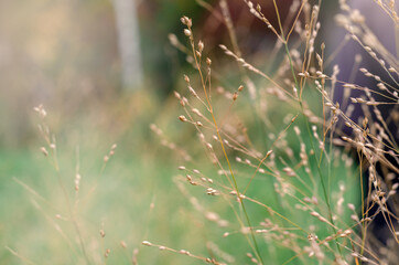 yellow thin stalks in the Park on a blurry background