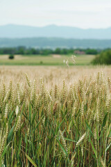 Field of wheat in summer. Fields in Serbia.