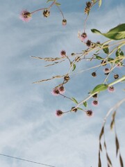 view of the sky through the grass