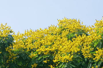 Peltophorum pterocarpum yellow flowers on tree