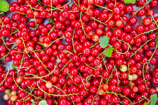 Freshly Picked Red Currant Fruit.