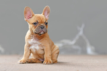 Small red fawn colored French Bulldog dog puppy with 7 weeks sitting in front of gray wall with copy space on side