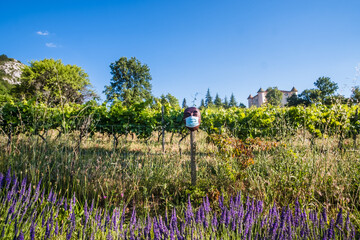 Vignes de Provence à l'heure du COVID-19