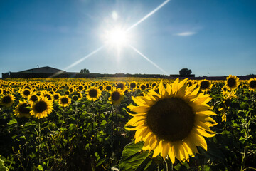 Champ de tournesols dans le Luberon