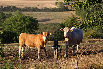 Herd of cows in the pasture in summer