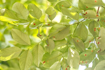 Dalbergia cochinchinensis green leaves