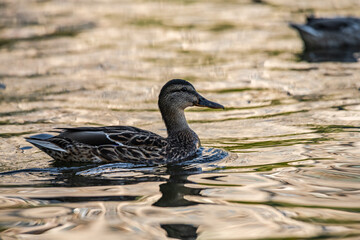 Nice young duck sweeming on lake water blue nature birds summer