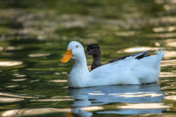 Nice snow white goose on lake nature wild birds life