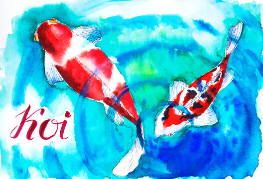 Red and white koi fish, hand drawn with watercolour