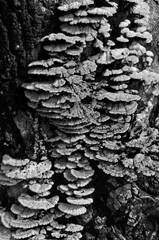 Black and white image of wild mushrooms on the bark1