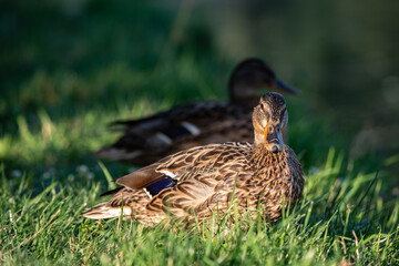 Nice young duck sweeming on lake water blue nature birds summer