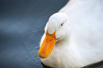 Nice snow white goose on lake nature wild birds life