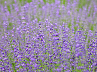 Obraz premium Lavender field