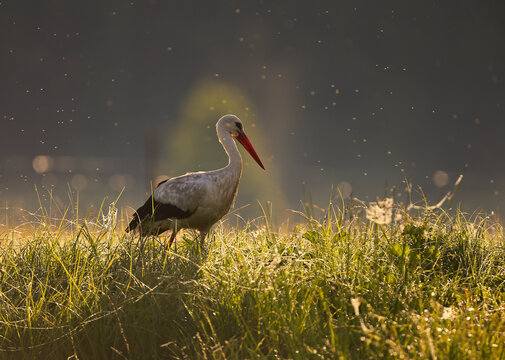 White stork with moskitos