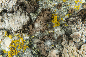 Lichen