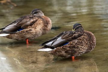 Nice young duck sweeming on lake water blue nature birds summer