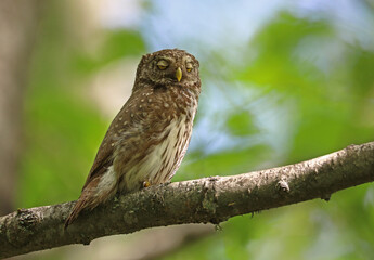 Pigmy owl on the branch