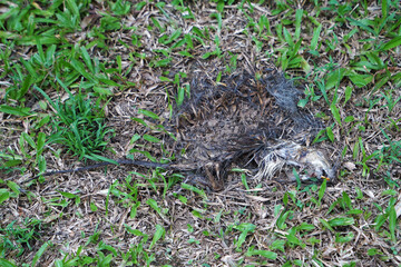 Close up body of rotten dead rat on green grassy ground