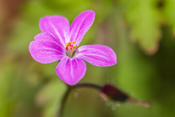 close up of a pink flower