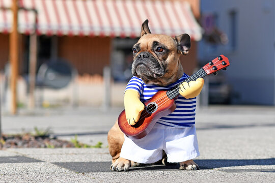 Funny dog cosutume on French Bulldog dressed up as street perfomer musician wearing striped shirt and fake arms holding a toy guitar standing in city street on sunny day