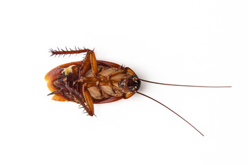 cockroach isolated on white background (top view)