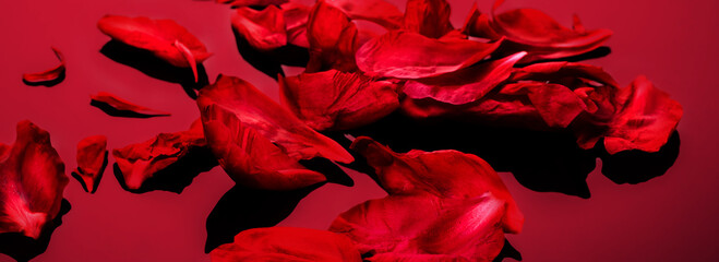 Abstract valentine background with falling red peony petals on red background