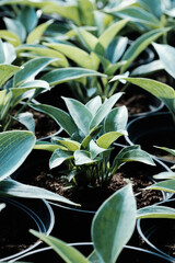 Bushes of the Hosta plant in pots for transport in a gardening store. Hosta - an ornamental plant for landscaping park and garden design.The green leaves of Hosta in summer. Green life concept.