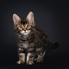 Beautifully marked marbled tortie Maine Coon cat kitten, standing facing front. Looking curious towards camera with yellow eyes. Isolated on black background.