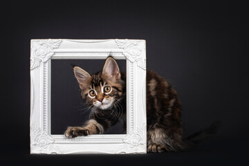 Beautifully marked marbled tortie Maine Coon cat kitten, peeping through white picture frame. Looking  towards camera with yellow eyes.  Isolated on black background.