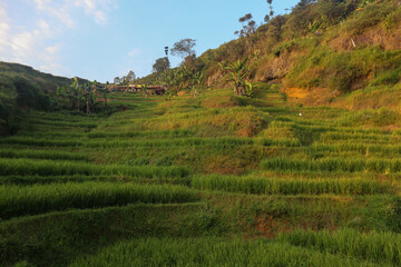 rice terraces with green rice