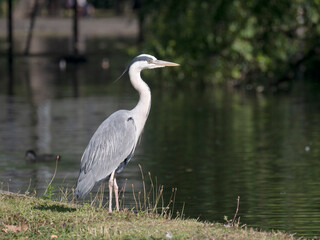 Grey heron, Ardea cinerea