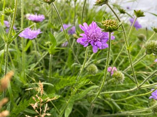 purple flowers in the garden