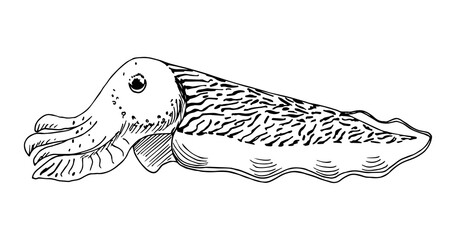 Obraz premium Black and white vector ink drawing. Sea animal cuttlefish, cephalopod mollusk. Undersea world.