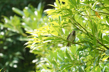 wild sparrow on branch